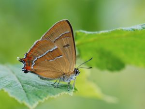 Papillons de jour des zones boisées - Formation 3/3 @ Montamisé et Vouneuil-sur-Vienne