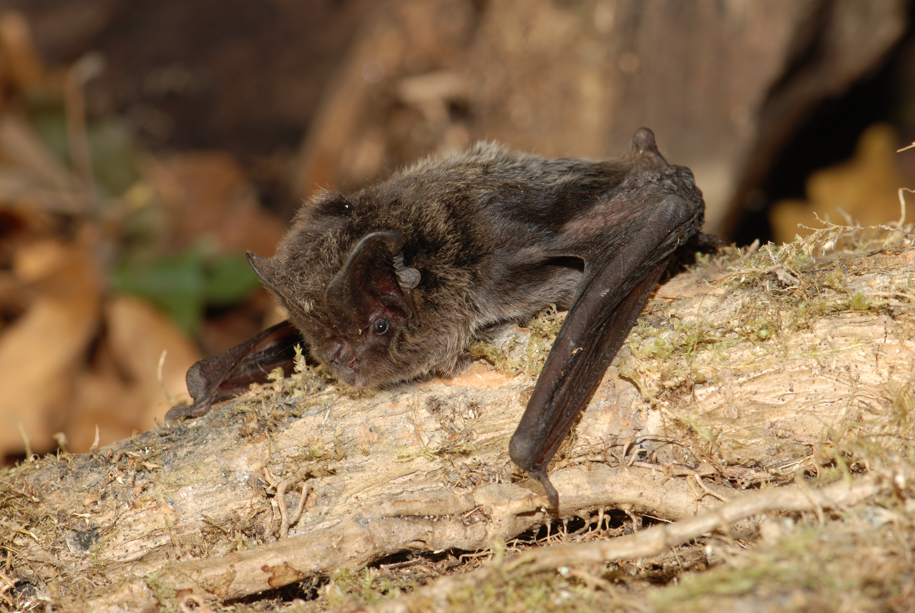 Chauve Souris Vienne Nature