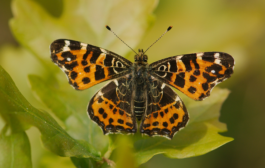 Lepidopteres Papillons Vienne Nature