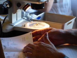 Atelier identification des micro-mammifères dans les pelotes @ Fontaine-le-Comte