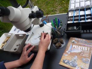 Atelier identification des micro-mammifères dans les pelotes @ Fontaine-le-Comte