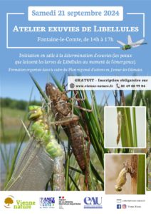 Atelier exuvies de Libellules - Formation 3/3 @ Fontaine-le-Comte