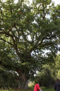 La biodiversité de la Verrerie à l’automne @ Béruges