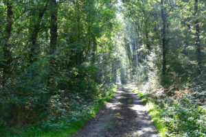 La biodiversité de la forêt de Scévolles à l’automne @ Monts-sur-Guesnes