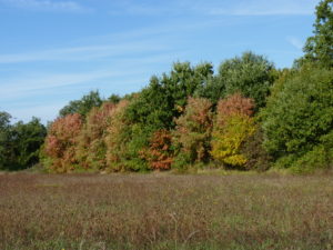 La biodiversité du Bois de la Loge à l’automne @ Pouillé